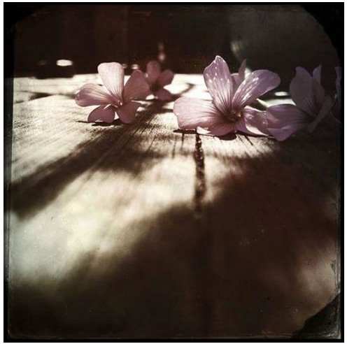 Flower on Wooden floor