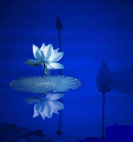 Lotus with deep blue lighting